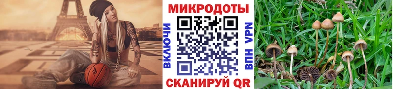 купить наркоту  Удачный  Псилоцибиновые грибы Psilocybe 